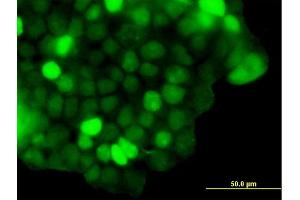 Immunofluorescence of purified MaxPab antibody to ZNF415 on 293 cell. (ZNF415 抗体  (AA 1-542))