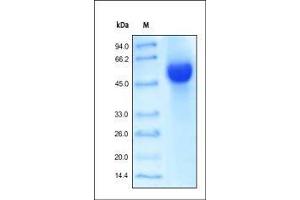SDS-PAGE (SDS) image for Tumor Necrosis Factor Receptor Superfamily, Member 14 (TNFRSF14) (AA 39-202) (Active) protein (Fc Tag) (ABIN6253723)
