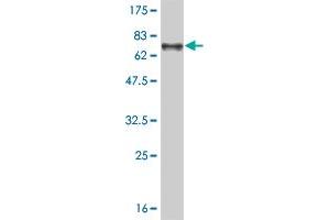 Western Blot detection against Immunogen (75. (TUBA4A 抗体  (AA 1-448))
