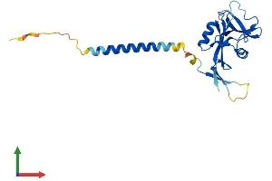 Protein Structure (PS) image for C-Type Lectin Domain Family 4, Member D (CLEC4D) (AA 1-215) protein (His tag) (ABIN7546498)