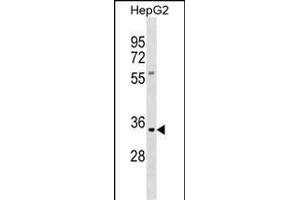 KLK9 Antibody (N-term) (ABIN390306 and ABIN2840746) western blot analysis in HepG2 cell line lysates (35 μg/lane). (Kallikrein 9 抗体  (N-Term))