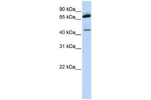 WB Suggested Anti-NKRF Antibody Titration:  0.