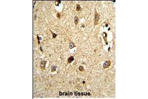 Formalin-fixed and paraffin-embedded human brain tissue reacted with VCP Antibody (C-term), which was peroxidase-conjugated to the secondary antibody, followed by DAB staining. (VCP 抗体  (C-Term))