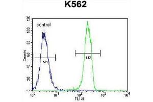 CT45A1 Antibody (N-term) flow cytometric analysis of K562 cells (right histogram) compared to a negative control cell (left histogram). (CT45A2 抗体  (N-Term))