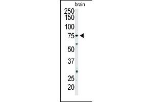 Western blot analysis of CD73 Pab (ABIN388750 and ABIN2839011) in mouse brain tissue lysate. (CD73 抗体  (C-Term))
