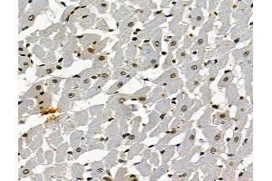 ABIN7097045 and ABIN7101112 at 1/100 staining rat heart tissue by IHC-P. (RNF169 抗体)