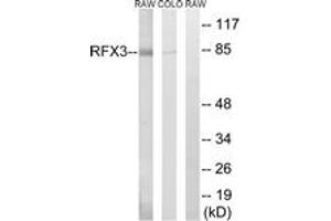 Western blot analysis of extracts from COLO/RAW264. (RFX3 抗体  (AA 641-690))