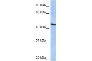 Western Blotting (WB) image for anti-Zinc Finger Protein 766 (ZNF766) antibody (ABIN2459402) (ZNF766 抗体)