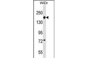 ITGA2 Antibody (C-term) (ABIN1536668 and ABIN2849419) western blot analysis in WiDr cell line lysates (35 μg/lane). (ITGA2 抗体  (C-Term))