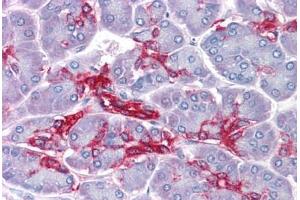 Human Pancreas: Formalin-Fixed, Paraffin-Embedded (FFPE) (Annexin IV 抗体  (AA 1-322))