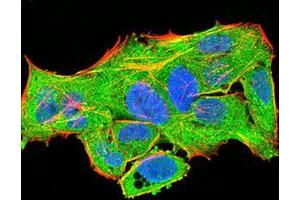 Immunofluorescence analysis of Hela cells using PLCG1 mouse mAb (green).