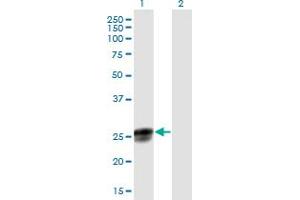 Western Blot analysis of NGRN expression in transfected 293T cell line by NGRN MaxPab polyclonal antibody. (NGRN 抗体  (AA 1-219))