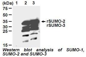 Western Blotting (WB) image for anti-Small Ubiquitin Related Modifier 2 (SUMO2) antibody (ABIN1449280) (SUMO2 抗体)