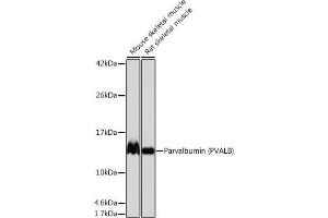 Western blot analysis of extracts of various cell lines, using Parvalbumin (PVALB) (PVALB) antibody (ABIN7269182) at 1:1000 dilution. (PVALB 抗体)