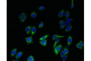 Immunofluorescent analysis of HepG2 cells using ABIN7151689 at dilution of 1:100 and Alexa Fluor 488-congugated AffiniPure Goat Anti-Rabbit IgG(H+L) (ERGIC1 抗体  (AA 48-254))