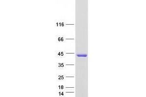 Western Blotting (WB) image for Arsenic (+3 Oxidation State) Methyltransferase (AS3MT) protein (Myc-DYKDDDDK Tag) (ABIN2714964)