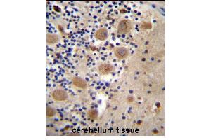 AFG3L2 Antibody (N-term) (ABIN657143 and ABIN2846279) immunohistochemistry analysis in formalin fixed and paraffin embedded human cerebellum tissue followed by peroxidase conjugation of the secondary antibody and DAB staining. (AFG3L2 抗体  (N-Term))
