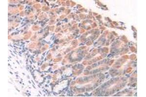 IHC-P analysis of Mouse Stomach Tissue, with DAB staining. (HPSE 抗体  (AA 280-412))