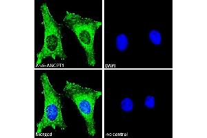 ABIN768552 Immunofluorescence analysis of paraformaldehyde fixed HeLa cells, permeabilized with 0.