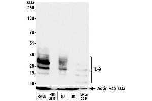 Western Blotting (WB) image for anti-Interleukin 9 (IL9) (AA 19-144) antibody (ABIN7795753) (Recombinant IL-9 抗体  (AA 19-144))