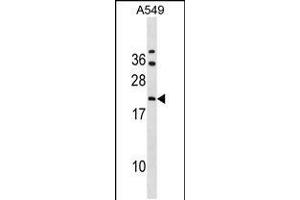 Western blot analysis in A549 cell line lysates (35ug/lane). (GRPEL2 抗体  (N-Term))