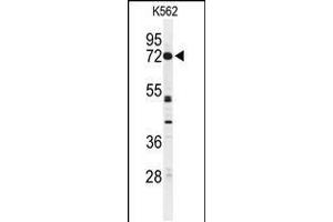 Western blot analysis of CNGA2 Antibody in K562 cell line lysates (35ug/lane) (CNGA2 抗体  (N-Term))