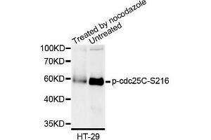 Western blot analysis of extracts of HT-29 cells, using Phospho-cdc25C-S216 antibody (ABIN5995616). (CDC25C 抗体  (pSer216))