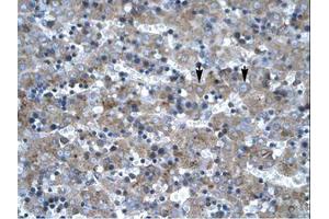 Image no. 1 for anti-LIM Homeobox 6 (LHX6) (AA 287-336) antibody (ABIN203082) (LHX6 抗体  (AA 287-336))