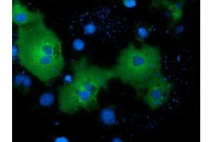 Immunofluorescence (IF) image for anti-NIMA (Never In Mitosis Gene A)-Related Kinase 11 (NEK11) antibody (ABIN1499683) (NEK11 抗体)