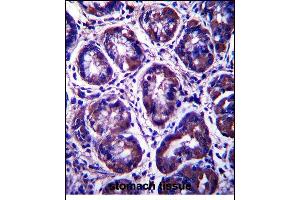 RIBC2 Antibody (N-term) (ABIN657503 and ABIN2846528) immunohistochemistry analysis in formalin fixed and paraffin embedded human stomach tissue followed by peroxidase conjugation of the secondary antibody and DAB staining. (RIBC2 抗体  (N-Term))