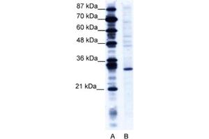 Western Blotting (WB) image for anti-Ring Finger Protein 141 (RNF141) antibody (ABIN2460986) (RNF141 抗体)
