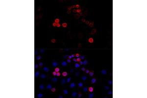 Immunofluorescence analysis of HeLa cells using Filamin A antibody (ABIN7267206) at dilution of 1:100 (40x lens). (Filamin A 抗体  (C-Term))