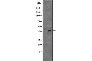 Western blot analysis of CD5L expression in Raji cell lysate,The lane on the left is treated with the antigen-specific peptide. (CD5L 抗体  (C-Term))