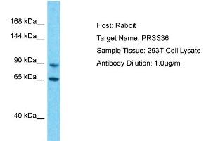 Host: Rabbit Target Name: PRSS36 Sample Type: 293T Whole Cell lysates Antibody Dilution: 1. (PRSS36 抗体  (N-Term))