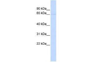 WB Suggested Anti-KCNV2 Antibody Titration:  0. (KCNV2 抗体  (N-Term))