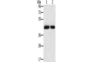 Gel: 8 % SDS-PAGE, Lysate: 40 μg, Lane 1-2: PC3 cells, hepg2 cells, Primary antibody: ABIN7192401(SLC16A3 Antibody) at dilution 1/200, Secondary antibody: Goat anti rabbit IgG at 1/8000 dilution, Exposure time: 2 minutes (SLC16A3 抗体)