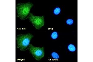 (ABIN5539883) Immunofluorescence analysis of paraformaldehyde fixed HEK293 cells, permeabilized with 0. (RIF1 抗体  (C-Term))