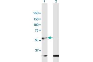 Western Blot analysis of BMP10 expression in transfected 293T cell line by BMP10 MaxPab polyclonal antibody. (BMP10 抗体  (AA 1-424))