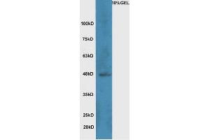 Lane 1:A549 cell lysates probed with Rabbit Anti-Wnt8b Polyclonal Antibody, Unconjugated  at 1:5000 for 90 min at 37˚C. (WNT8B 抗体  (AA 131-230))
