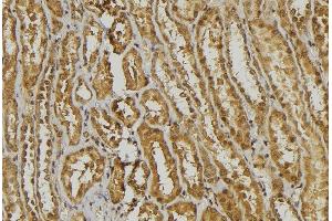 ABIN6278444 at 1/100 staining Mouse kidney tissue by IHC-P. (alpha Defensin 1 抗体)