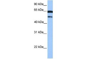 hCG_2042202 antibody used at 0. (ZSCAN5B 抗体  (C-Term))