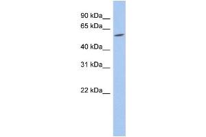 WB Suggested Anti-TRIM62 Antibody Titration:  0. (TRIM62 抗体  (N-Term))