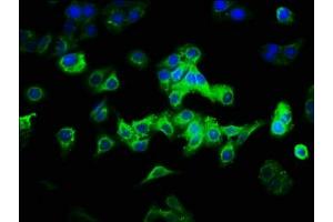 Immunofluorescence staining of HepG2 cells with ABIN7146376 at 1:333, counter-stained with DAPI. (CAB39L 抗体  (AA 1-270))