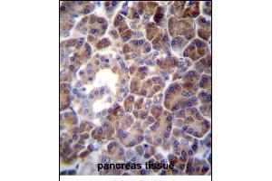 PTDSS2 Antibody (N-term) (ABIN656975 and ABIN2846159) immunohistochemistry analysis in formalin fixed and paraffin embedded human pancreas tissue followed by peroxidase conjugation of the secondary antibody and DAB staining. (PTDSS2 抗体  (N-Term))