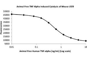SDS-PAGE of Human Tumor Necrosis Factor alpha Recombinant Protein (Animal Free) Bioactivity of Human Tumor Necrosis Factor alpha Animal Free Recombinant Protein. (TNF alpha 蛋白)