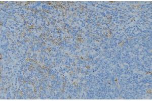 ABIN6276652 at 1/100 staining Human lymph node tissue by IHC-P. (GSTT1 抗体  (N-Term))
