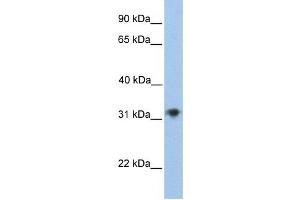 Western Blotting (WB) image for anti-Carbohydrate (Chondroitin 4) Sulfotransferase 13 (CHST13) antibody (ABIN2459260) (CHST13 抗体)