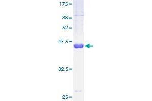 Riboflavin Kinase Protein (RFK) (AA 1-162) (GST tag)