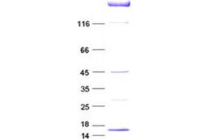 Western Blotting (WB) image for Antigen Identified By Monoclonal Antibody Ki-67 (MKI67) protein (DYKDDDDK Tag) (ABIN2712307)