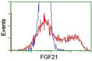 HEK293T cells transfected with either RC204538 overexpress plasmid (Red) or empty vector control plasmid (Blue) were immunostained by anti-FGF21 antibody (ABIN2454475), and then analyzed by flow cytometry. (FGF21 抗体  (AA 29-209))